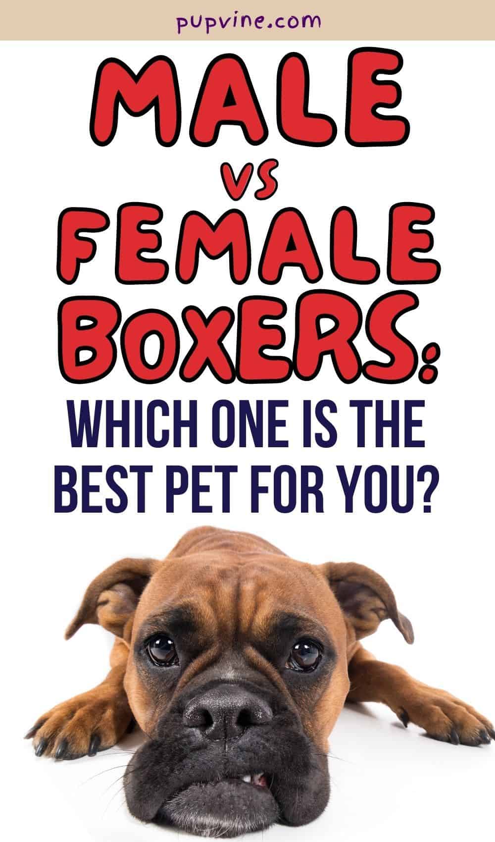 Male Vs Female Boxers: Which One Is The Best Pet For You?
