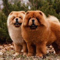 two chow chow dogs standing