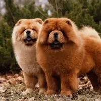 two chow chow dogs standing