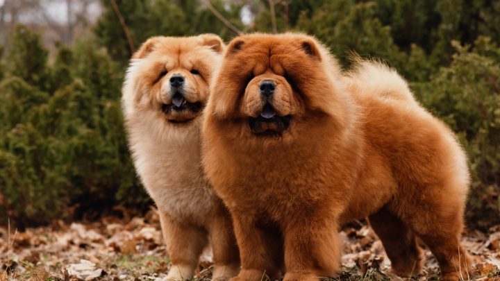 Male Vs Female Chow Chow: Who Will Win This Battle?