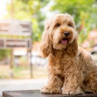 Cute Cockapoo dog sit on table