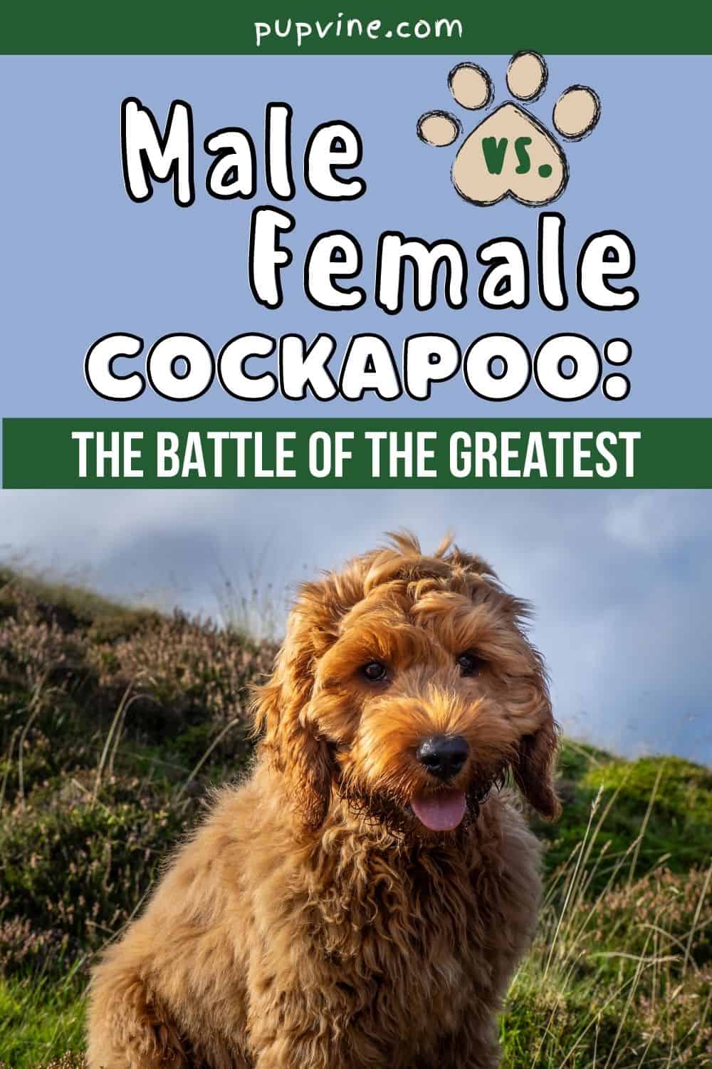 Male Vs Female Cockapoo: The Battle Of The Greatest