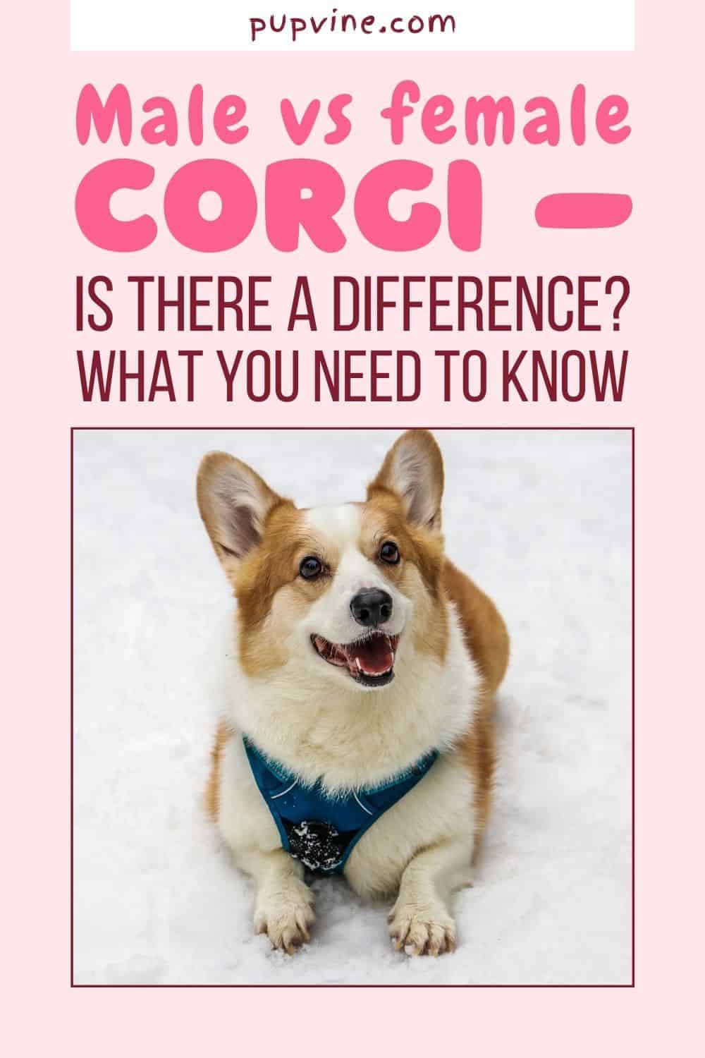 Male Vs Female Corgi – Is There A Difference? What You Need To Know