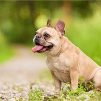 french bulldog sitting on the grass