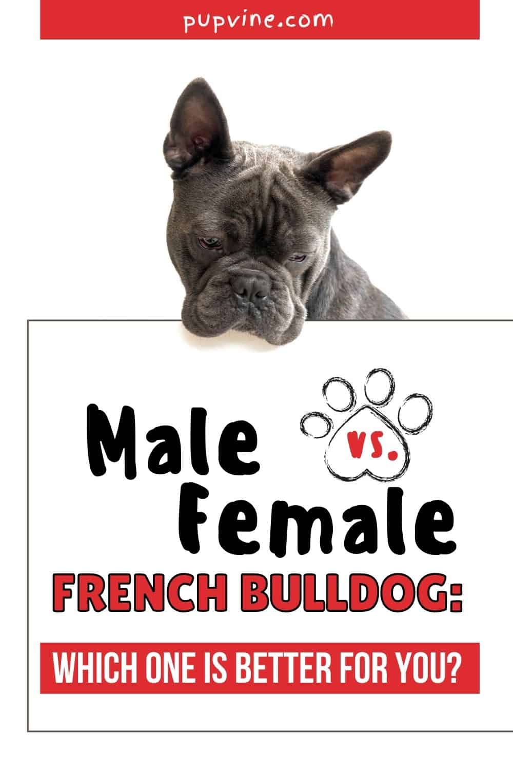 Male Vs Female French Bulldog: Which One Is Better For You?