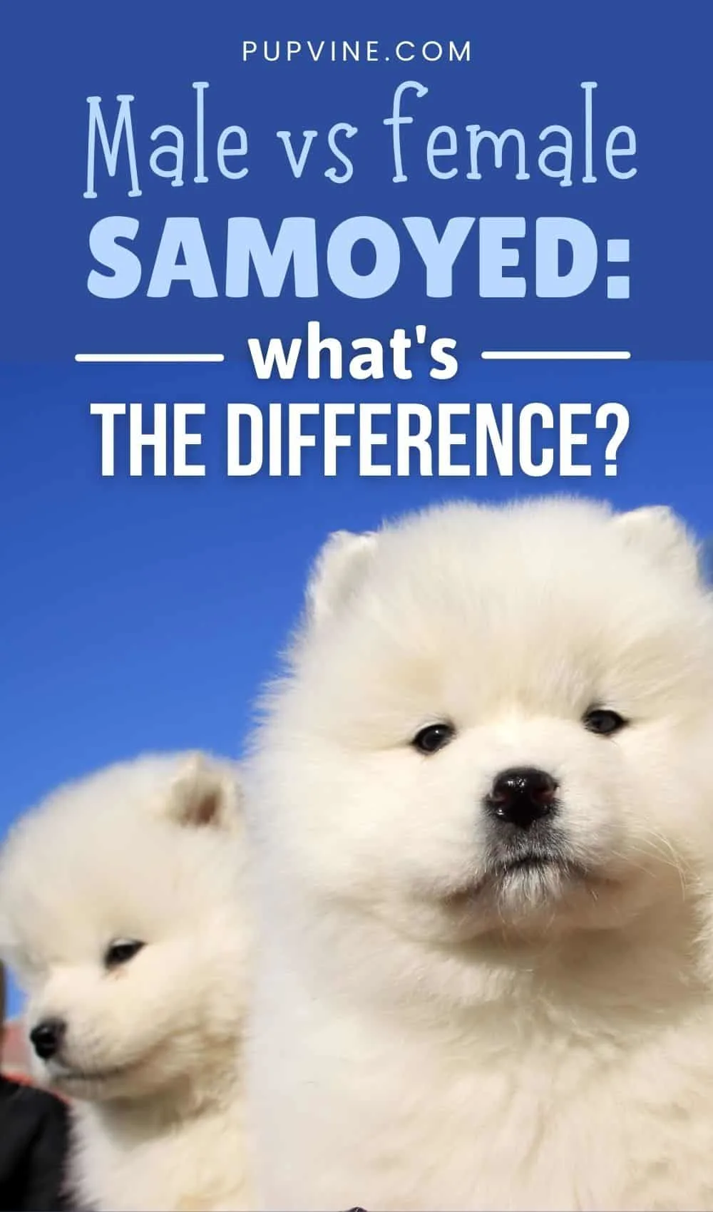 Male Vs Female Samoyed What's The Difference