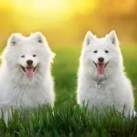 two Samoyed dogs in the green field