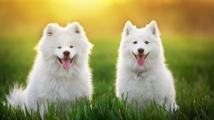 Male Vs Female Samoyed: What’s The Difference?