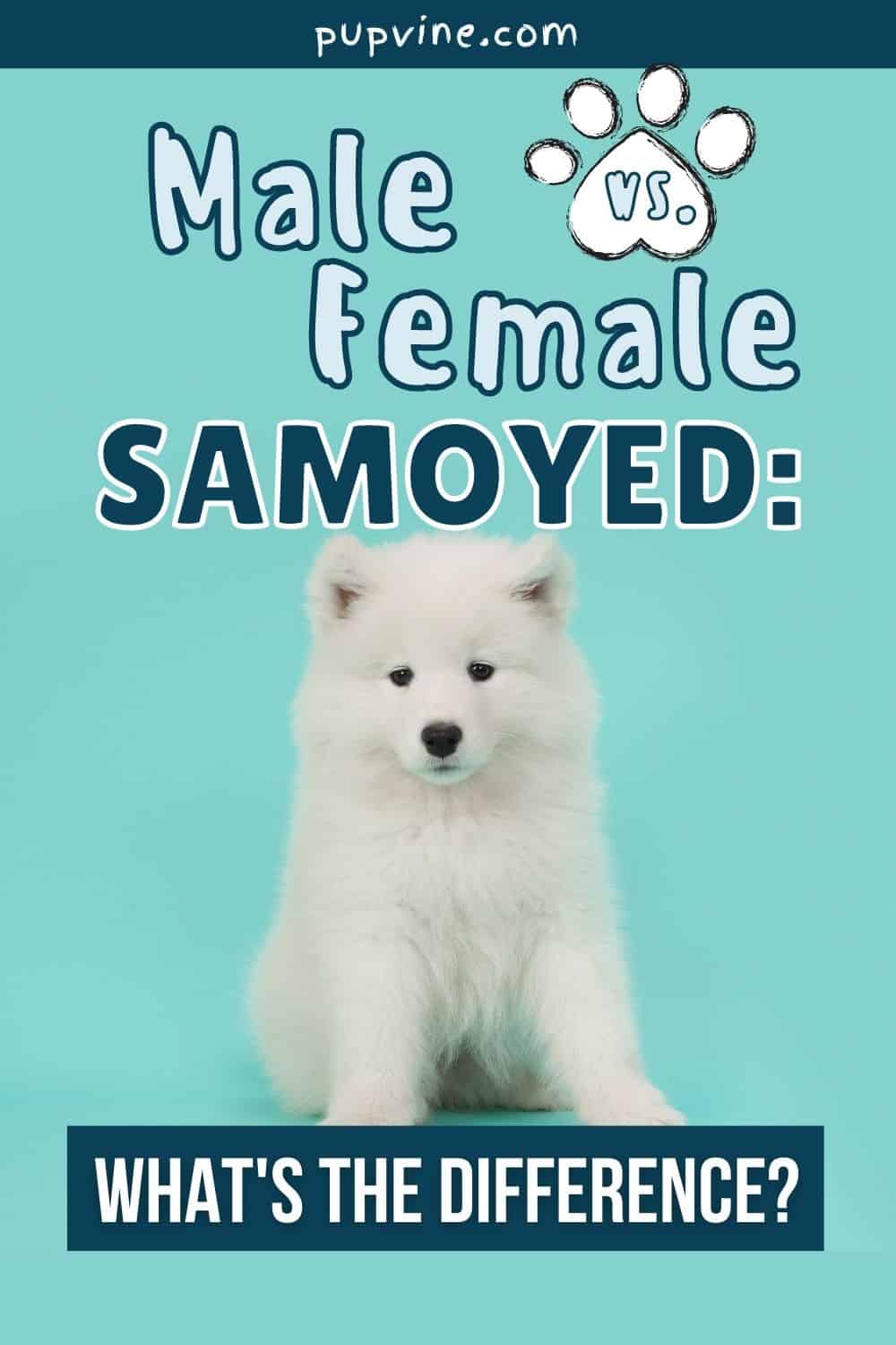 Male Vs Female Samoyed: What's The Difference?
