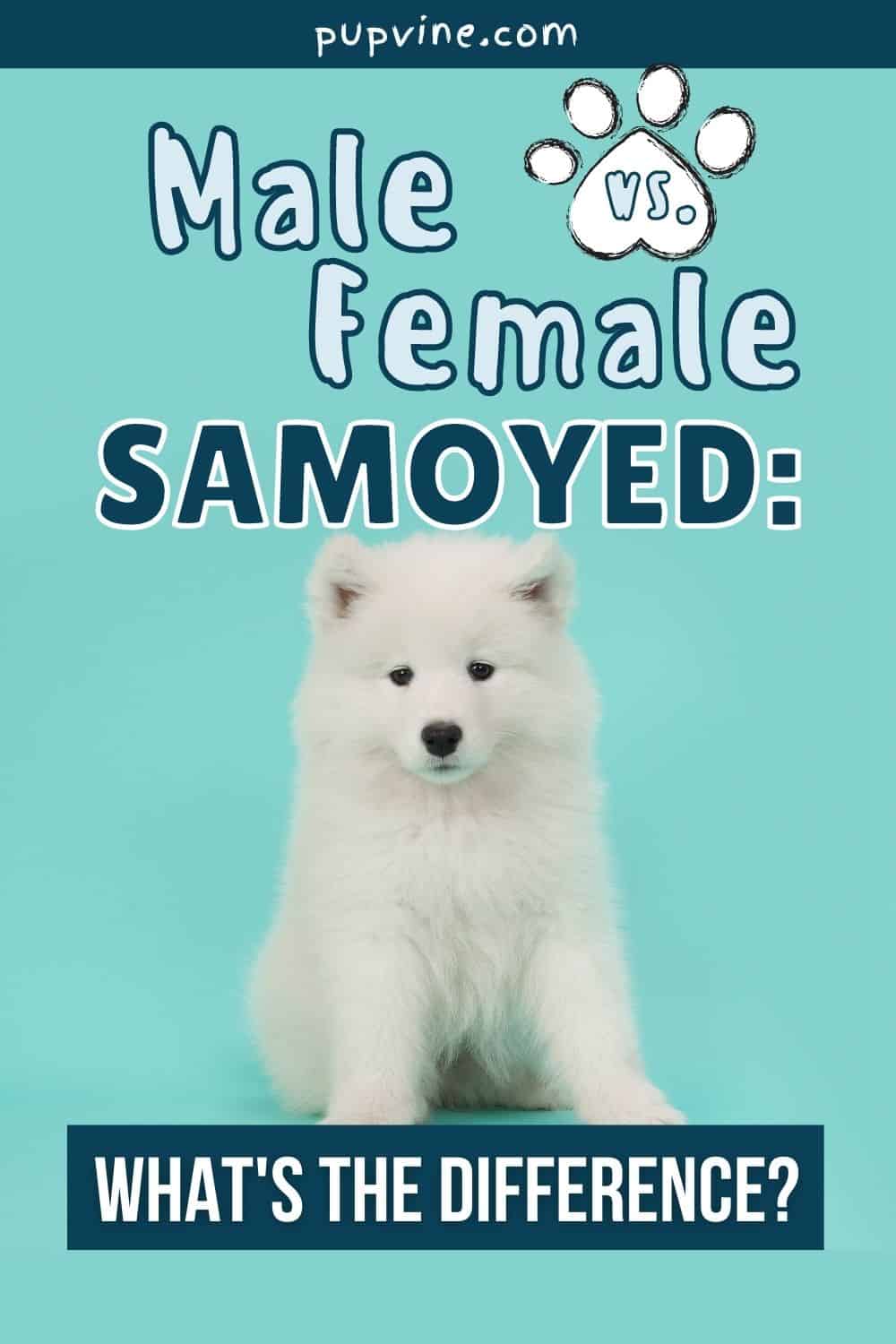 Male Vs Female Samoyed: What's The Difference?