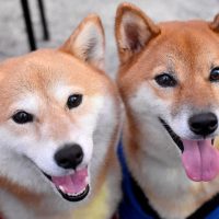 Two beautiful shiba inu dogs with tongues out