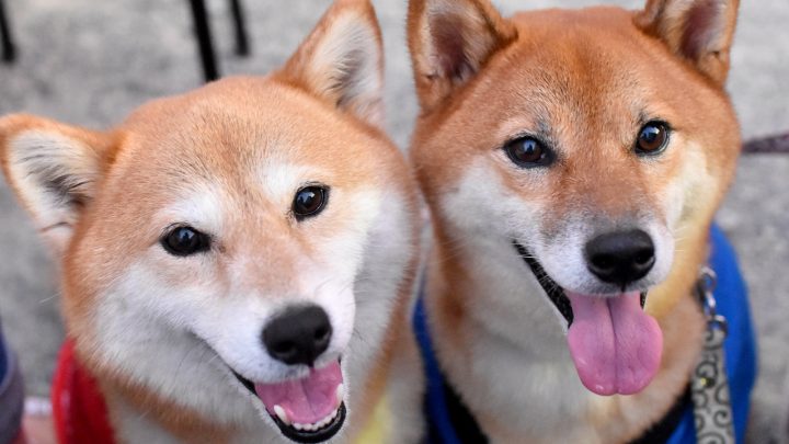 Male Vs Female Shiba Inu: Which Gender Is Perfect For Me?