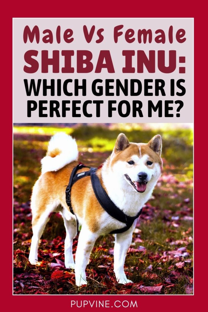Male Vs Female Shiba Inu Which Gender Is Perfect For Me?