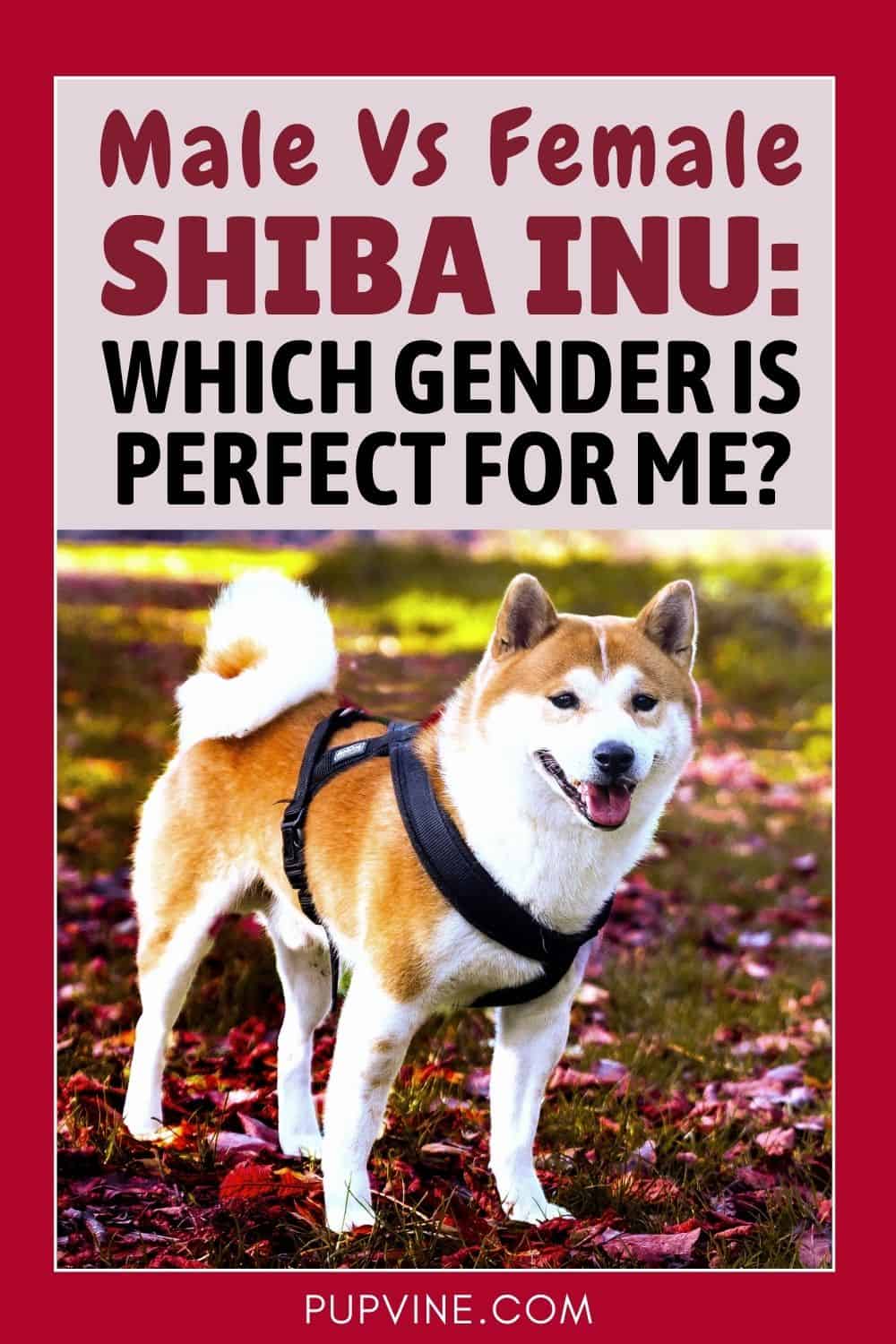 Male Vs Female Shiba Inu Which Gender Is Perfect For Me