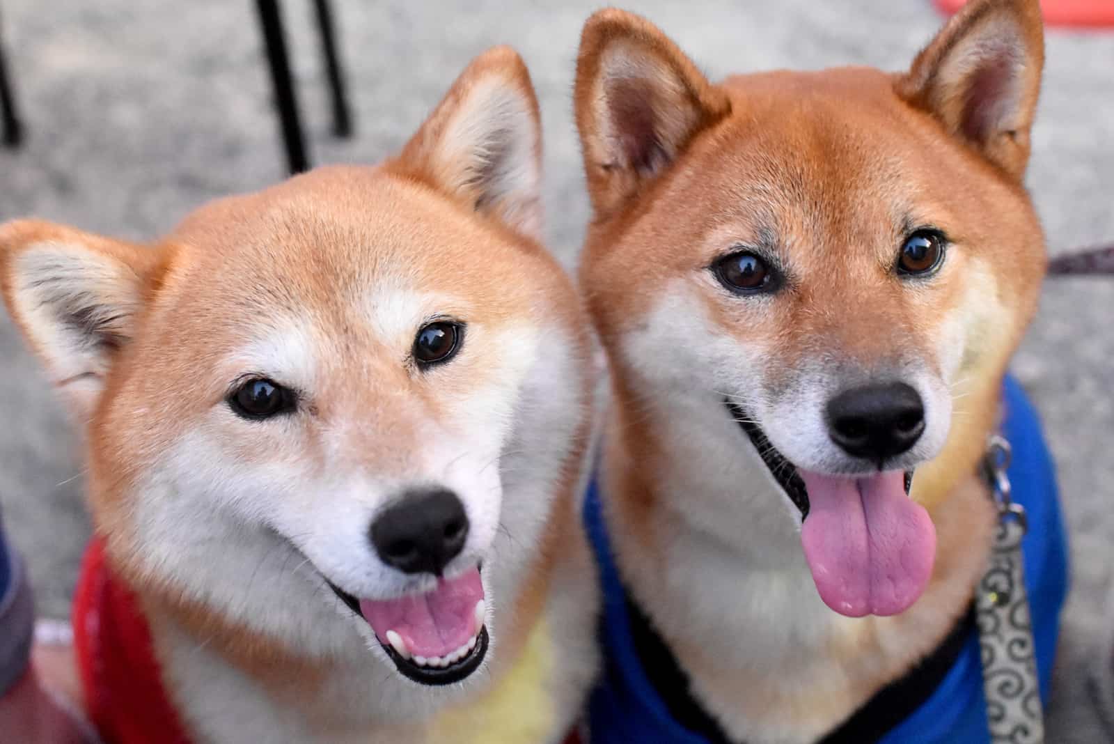 Two beautiful shiba inu dogs with tongues out