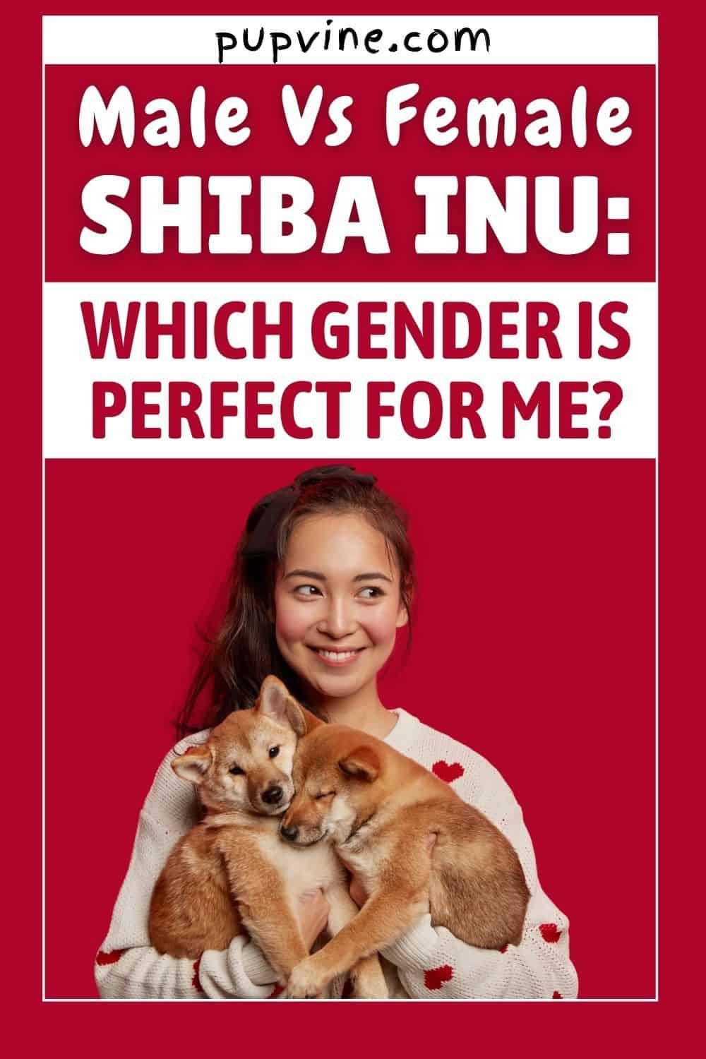 Male Vs Female Shiba Inu Which Gender Is Perfect For Me?