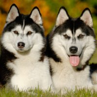 two husky dogs outdoors