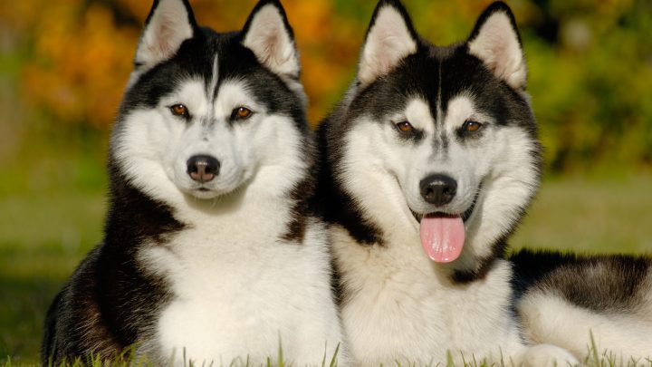 Male Vs Female Siberian Husky – The Impossible Decision