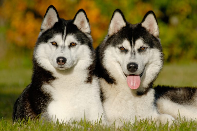 two husky dogs outdoors