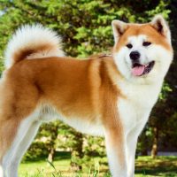 Beautiful akita dog is standing in nature in park outdoors