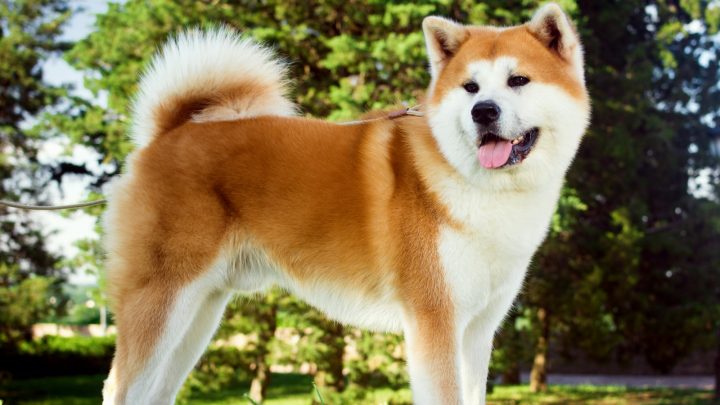 Male Vs Female Akita: Differences In Temperament & Appearance