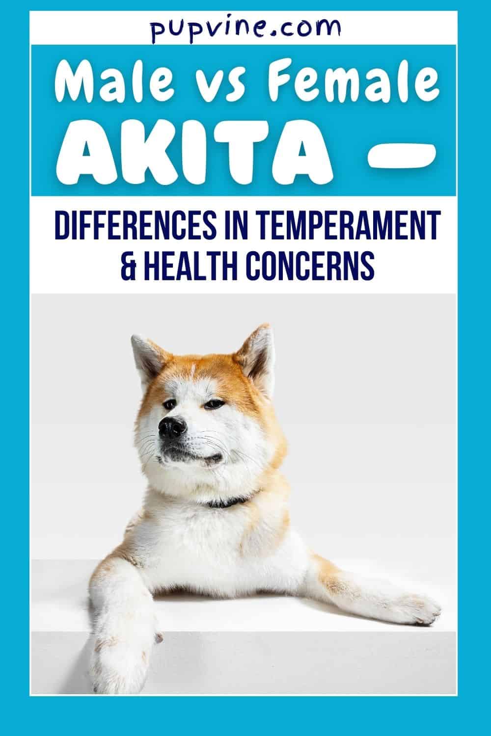 Male Vs. Female Akita – Differences In Temperament & Health Concerns
