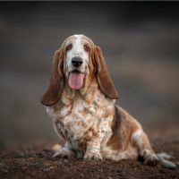 beautiful Basset hound outdoors