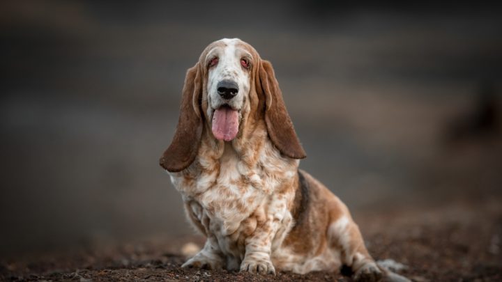 Male Vs Female Basset Hound: May The Best Basset Win