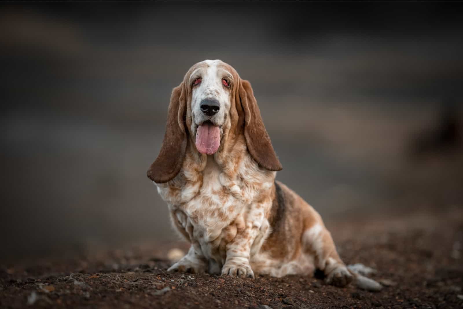 beautiful Basset hound outdoors