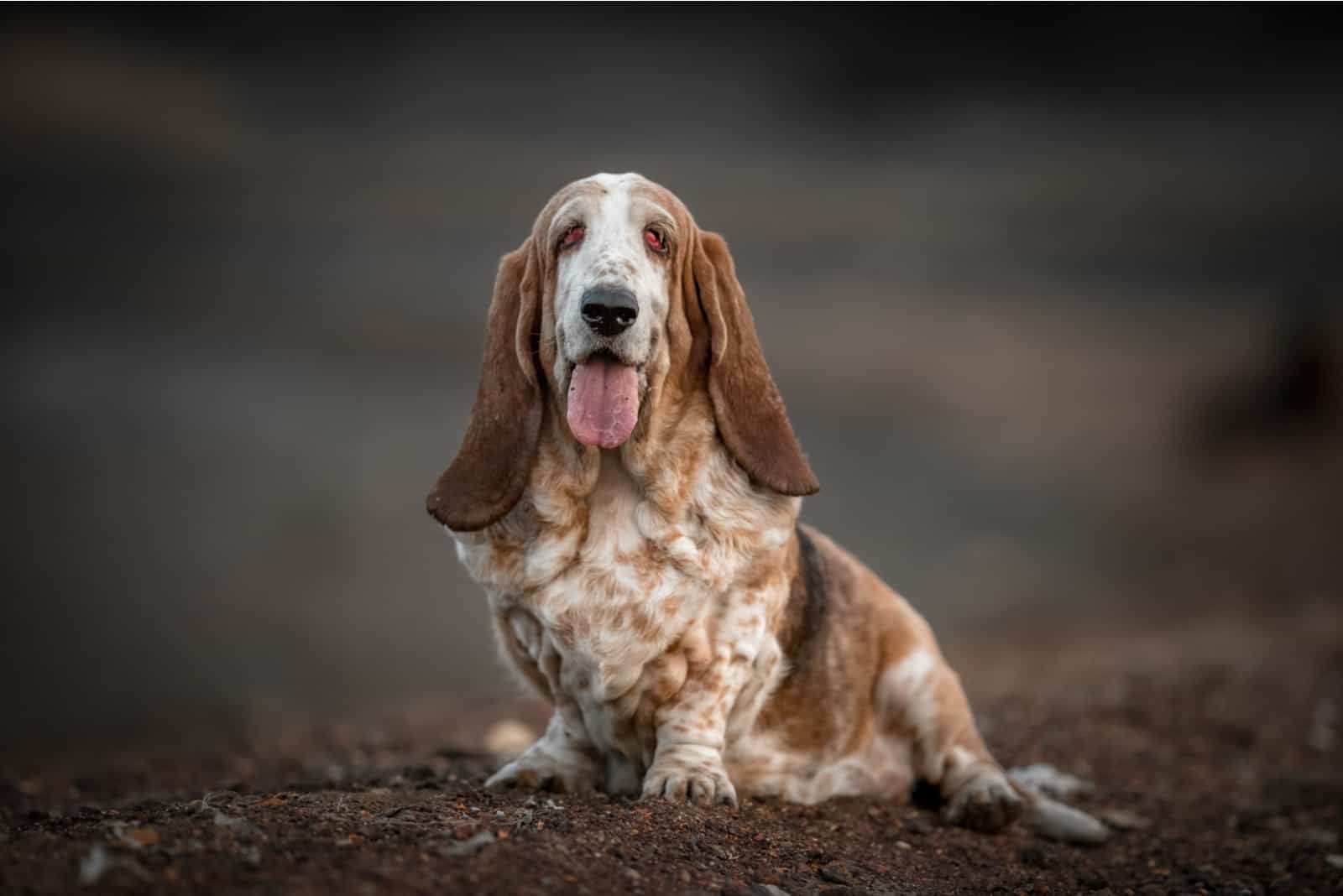 are basset hound puppies aggressive