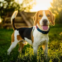 Beagle with tongue out standing on the grass