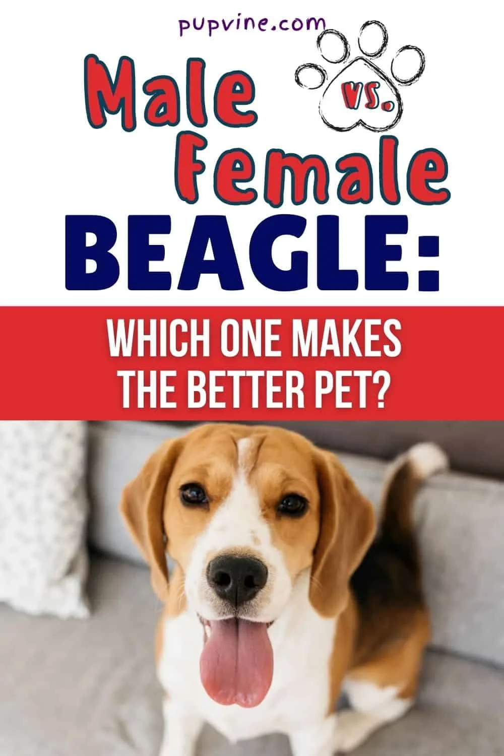Male Vs. Female Beagle Which One Makes The Better Pet?