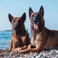 two Malinois on the beach