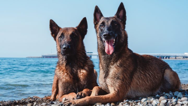 Male Vs. Female Belgian Malinois: The Key Differences