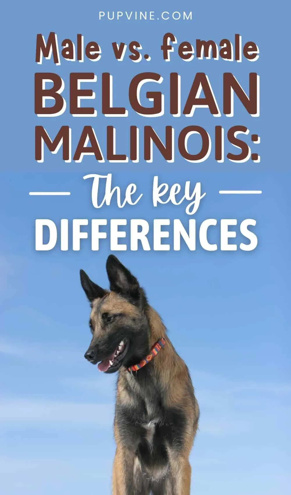 Male Vs. Female Belgian Malinois The Key Differences