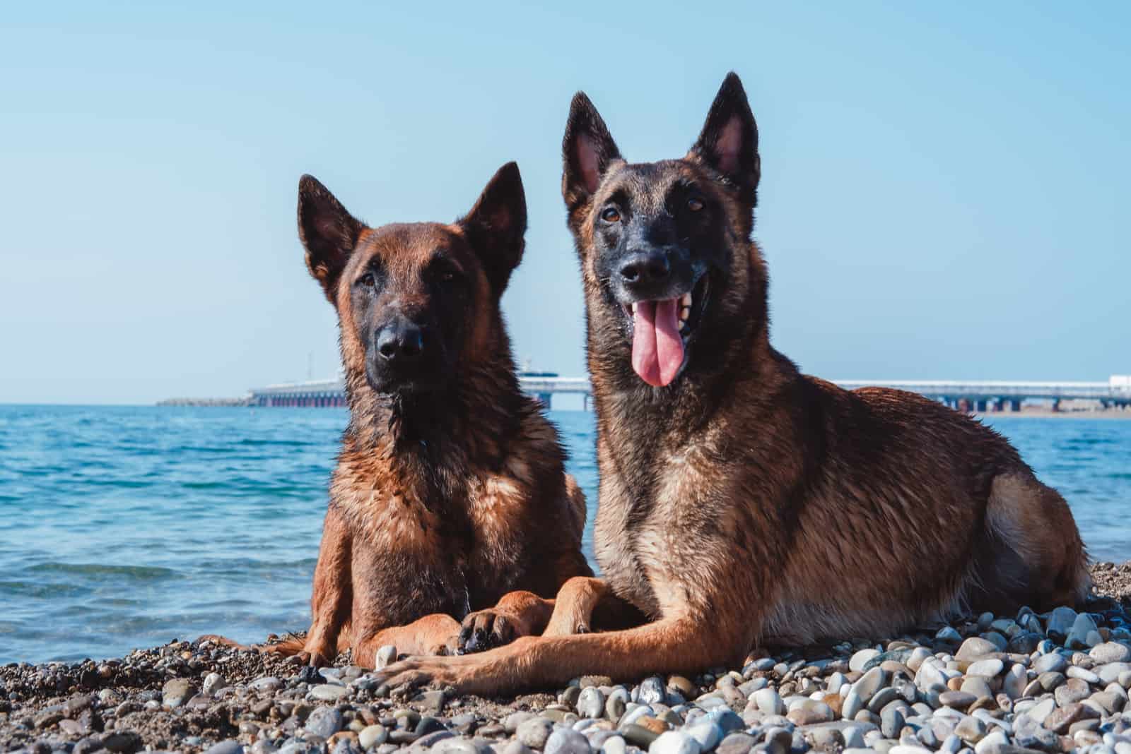 two Malinois on the beach