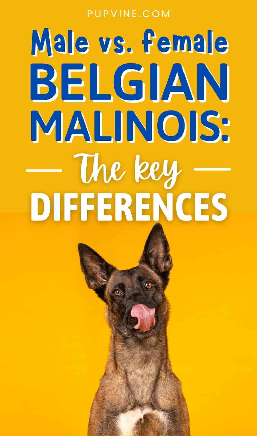 Male Vs. Female Belgian Malinois: The Key Differences