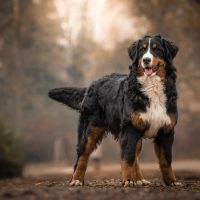 beautiful Bernese Mountain Dog standing outdoors