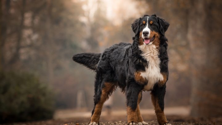 Male Vs Female Bernese Mountain Dog: Which One Is Better?