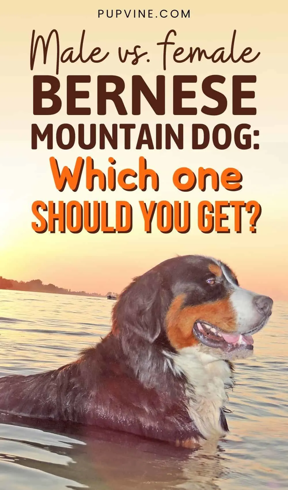 Male Vs. Female Bernese Mountain Dog Which One Should You Get