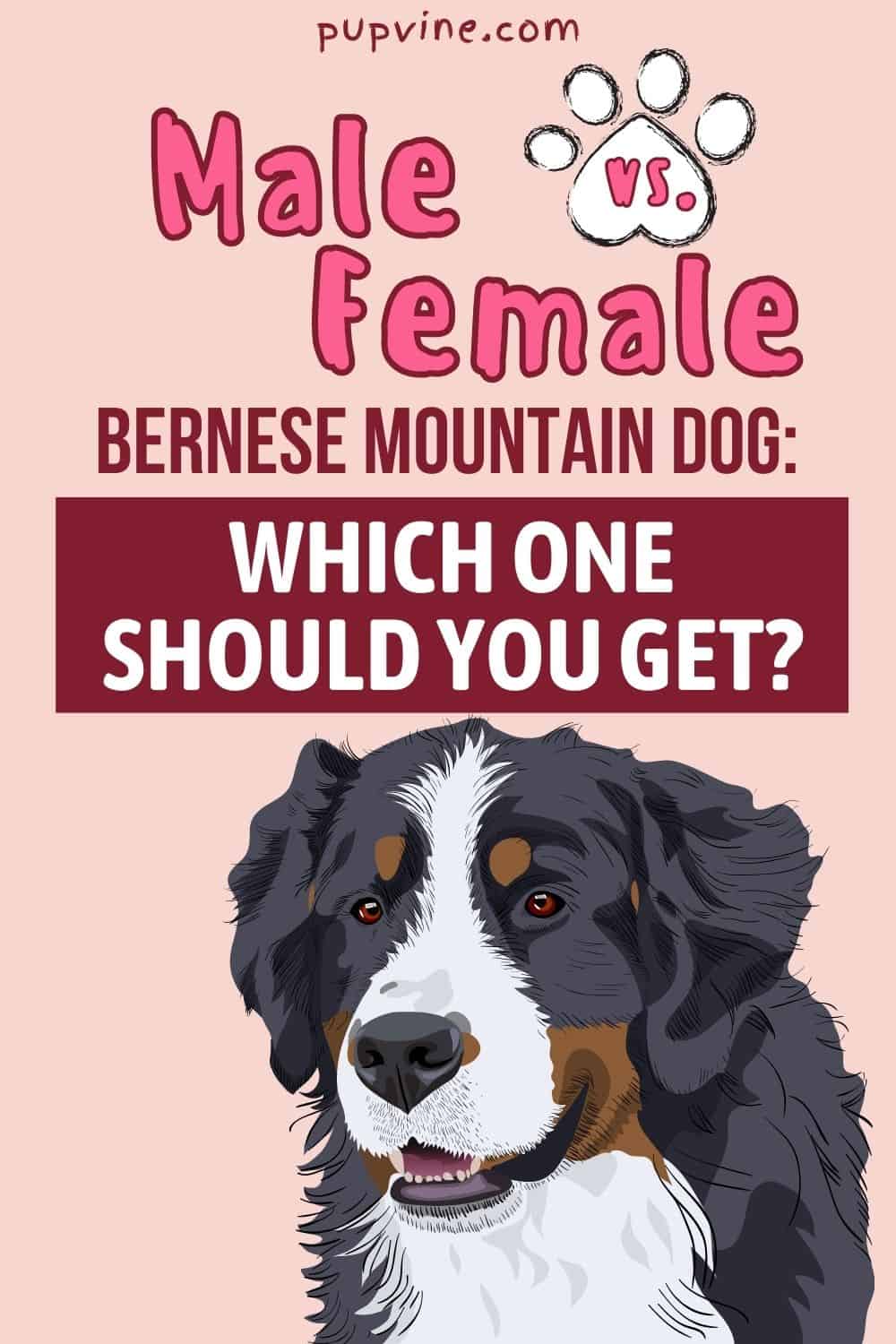 Male Vs. Female Bernese Mountain Dog Which One Should You Get?