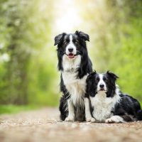 Two Adorable Black And White Border Collies