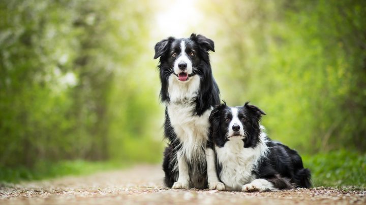 Male Vs. Female Border Collie: Can You Handle Them?