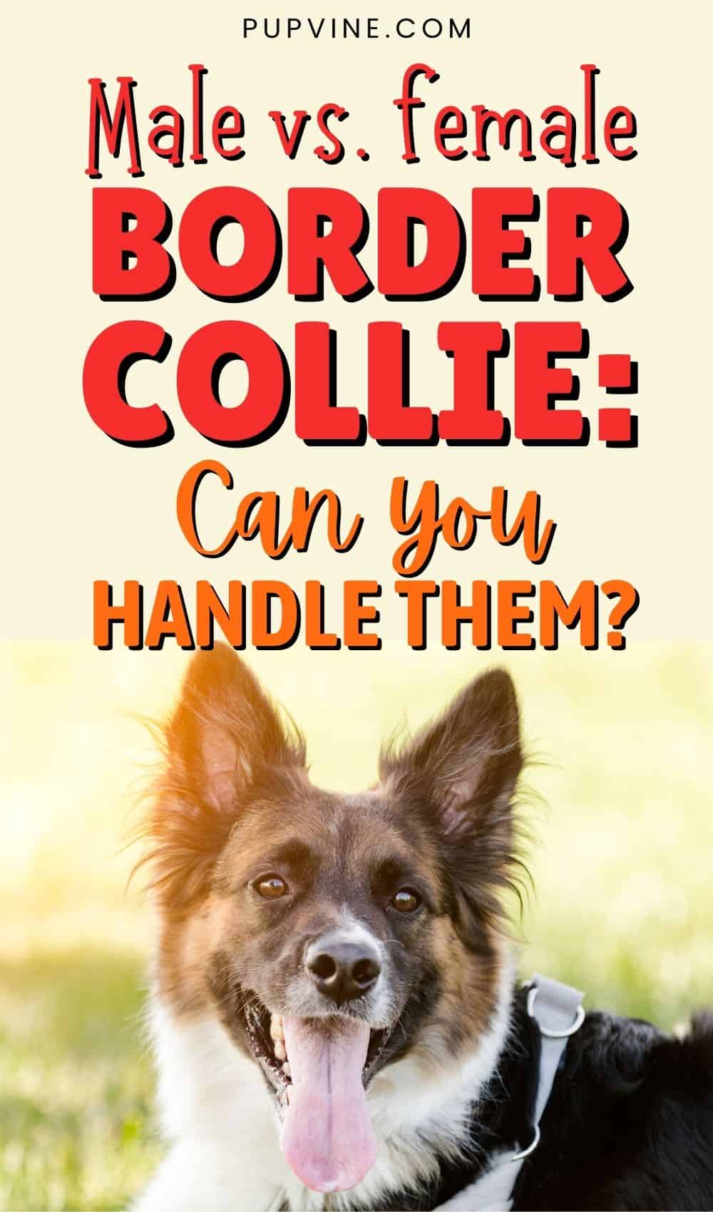 Male Vs. Female Border Collie Can You Handle Them