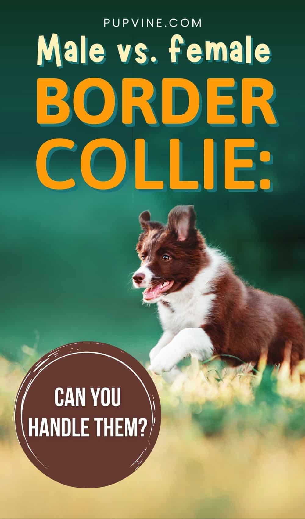 Male Vs. Female Border Collie: Can You Handle Them?