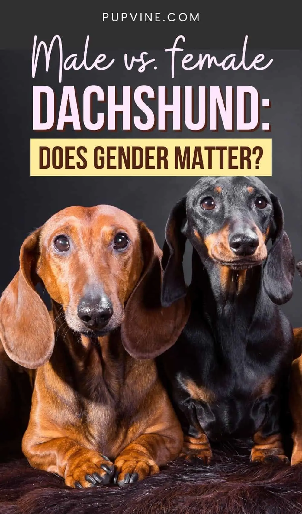 Male Vs. Female Dachshund Does Gender Matter