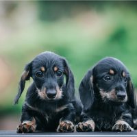 Dachshund puppies outside playing