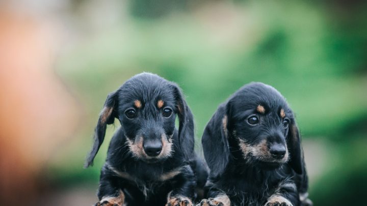 Male Vs. Female Dachshund: Does Gender Matter?