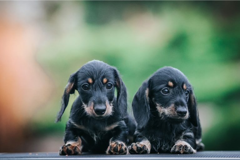 Dachshund puppies outside playing