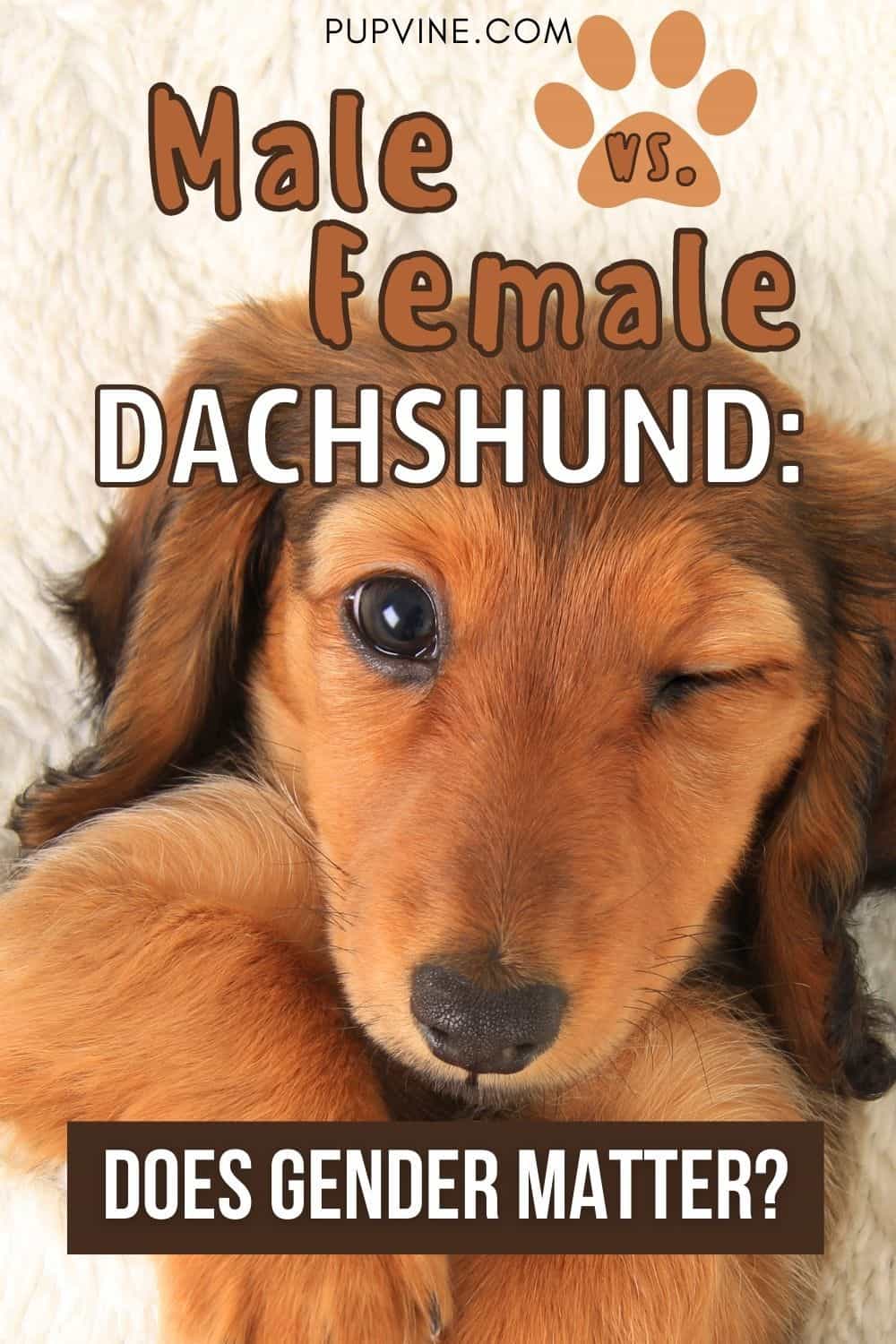 Male Vs. Female Dachshund: Does Gender Matter?